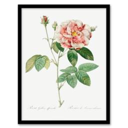 Artery8 Redoute Framed Wall Art Print Rosa Gallica Giant Rose Vintage Floral in White - Size: A4 - thumbnail 1