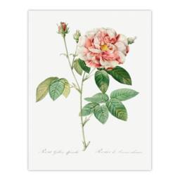 Artery8 Redoute Framed Wall Art Print Rosa Gallica Giant Rose Vintage Floral in White - Size: A4 - thumbnail 3