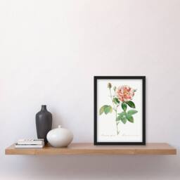 Artery8 Redoute Framed Wall Art Print Rosa Gallica Giant Rose Vintage Floral in White - Size: A4 - thumbnail 2