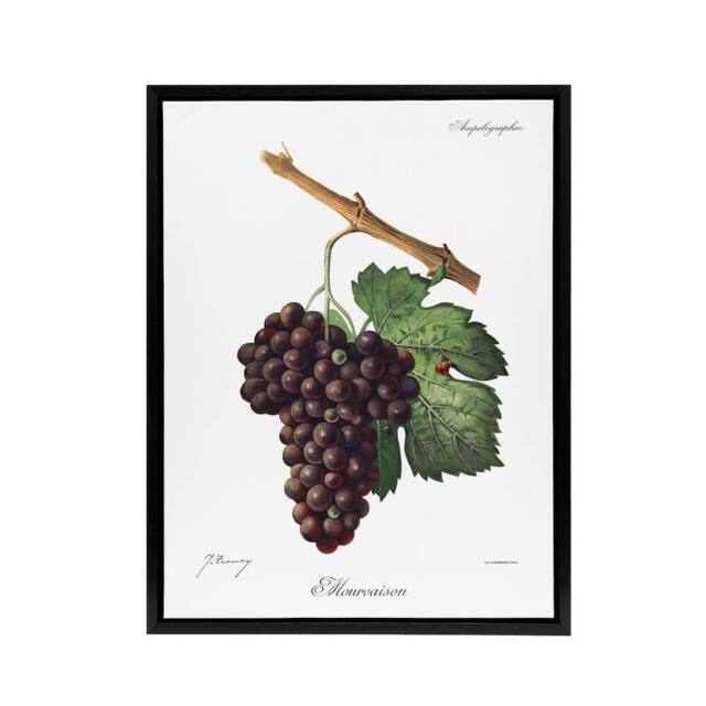"Artery8 Wine Grapes Mourvaison Ampelography Troncy Black Framed Canvas Art in White - Size: W12"" x H16""" - image 1