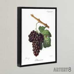 "Artery8 Wine Grapes Mourvaison Ampelography Troncy Black Framed Canvas Art in White - Size: W12"" x H16""" - thumbnail 2