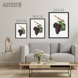"Artery8 Wine Grapes Mourvaison Ampelography Troncy Black Framed Canvas Art in White - Size: W12"" x H16""" - thumbnail 4