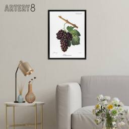 "Artery8 Wine Grapes Mourvaison Ampelography Troncy Black Framed Canvas Art in White - Size: W12"" x H16""" - thumbnail 3