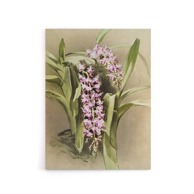 "Artery8 Frederick Sander Aerides Savageanum Orchid Flowers Canvas Art Print - Size: W12"" x H16""" - image 1