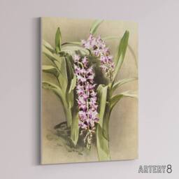 "Artery8 Frederick Sander Aerides Savageanum Orchid Flowers Canvas Art Print - Size: W12"" x H16""" - thumbnail 2