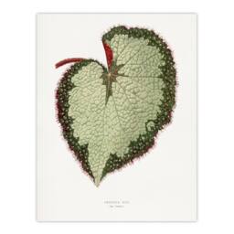 "Artery8 AF Lydon B Fawcett Begonia Rex Grandis Variety Leaf Wall Art Print in White - Size: W12"" x H16""" - thumbnail 1