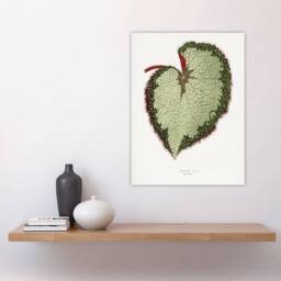 "Artery8 AF Lydon B Fawcett Begonia Rex Grandis Variety Leaf Wall Art Print in White - Size: W12"" x H16""" - thumbnail 4