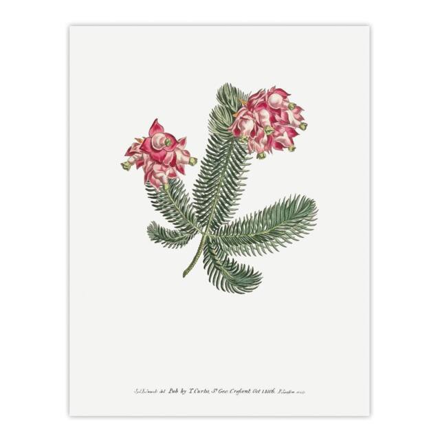 "Artery8 Francis Sansom Erica Glauca Elegans Flower Bloom Wall Art Print in White - Size: W12"" x H16""" - image 1