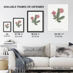 "Artery8 Francis Sansom Erica Glauca Elegans Flower Bloom Wall Art Print in White - Size: W12"" x H16""" - thumbnail 3
