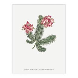"Artery8 Francis Sansom Erica Glauca Elegans Flower Bloom Wall Art Print in White - Size: W12"" x H16""" - thumbnail 1