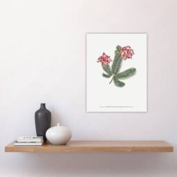 "Artery8 Francis Sansom Erica Glauca Elegans Flower Bloom Wall Art Print in White - Size: W12"" x H16""" - thumbnail 4