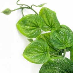 Leaf Artificial 35cm Trailing Natural Look Potted Pothos Plant in Green - thumbnail 3