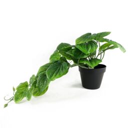 Leaf Artificial 35cm Trailing Natural Look Potted Pothos Plant in Green - thumbnail 5