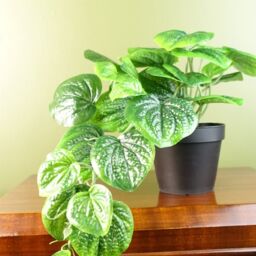 Leaf Artificial 35cm Trailing Natural Look Potted Pothos Plant in Green - thumbnail 2