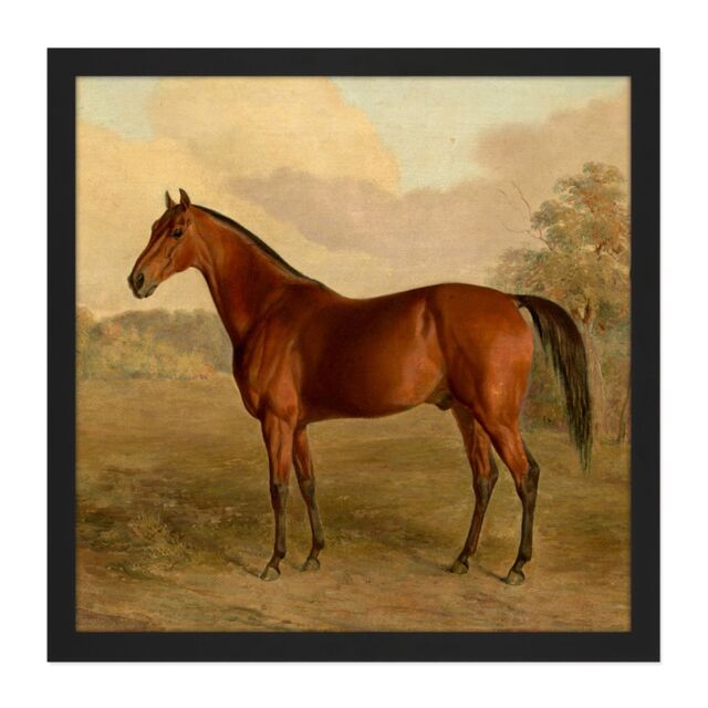 "Artery8 Wall Art Print Troye Kentucky Woodpecker 1834 Brown Horse Painting Square Framed Picture 16X16 Inch in Black - Size: W16"" x H16""" - image 1