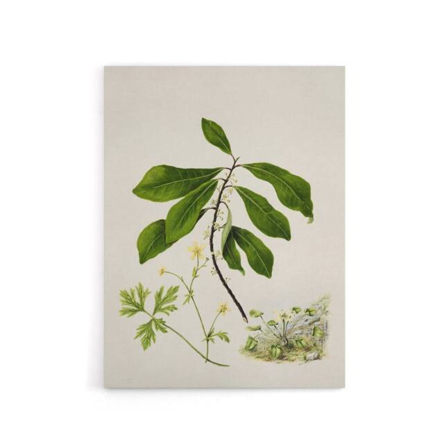 "Artery8 Caltha New Zealand Marsh Marigold Plant Featon Canvas Wall Art Print - Size: W12"" x H16""" - image 1