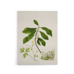 "Artery8 Caltha New Zealand Marsh Marigold Plant Featon Canvas Wall Art Print - Size: W12"" x H16""" - thumbnail 1