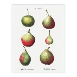 "Artery8 Pear Fruit Varieties Redoute Vintage Wall Art Print Poster in White - Size: W12"" x H16""" - thumbnail 1