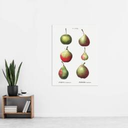 "Artery8 Pear Fruit Varieties Redoute Vintage Wall Art Print Poster in White - Size: W12"" x H16""" - thumbnail 4