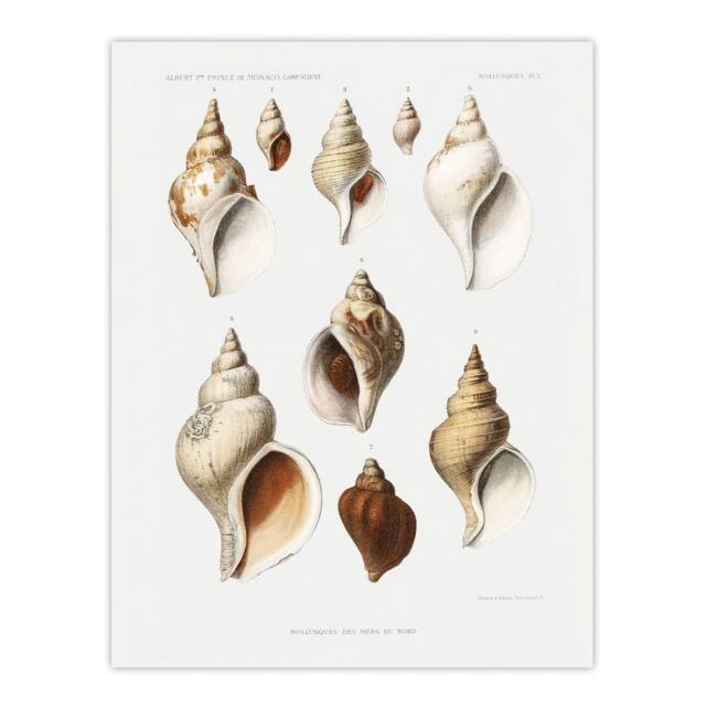 "Artery8 Molluscs of the Northern Seas Albert I Wall Art Poster Print in White - Size: W12"" x H16""" - image 1