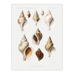 "Artery8 Molluscs of the Northern Seas Albert I Wall Art Poster Print in White - Size: W12"" x H16""" - thumbnail 1