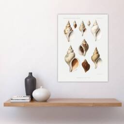 "Artery8 Molluscs of the Northern Seas Albert I Wall Art Poster Print in White - Size: W12"" x H16""" - thumbnail 4