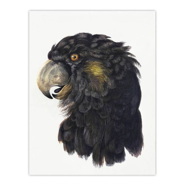 "Artery8 Cockatoo Parrot Head Watercolour Schouman Wall Art Poster Print in White - Size: W12"" x H16""" - image 1