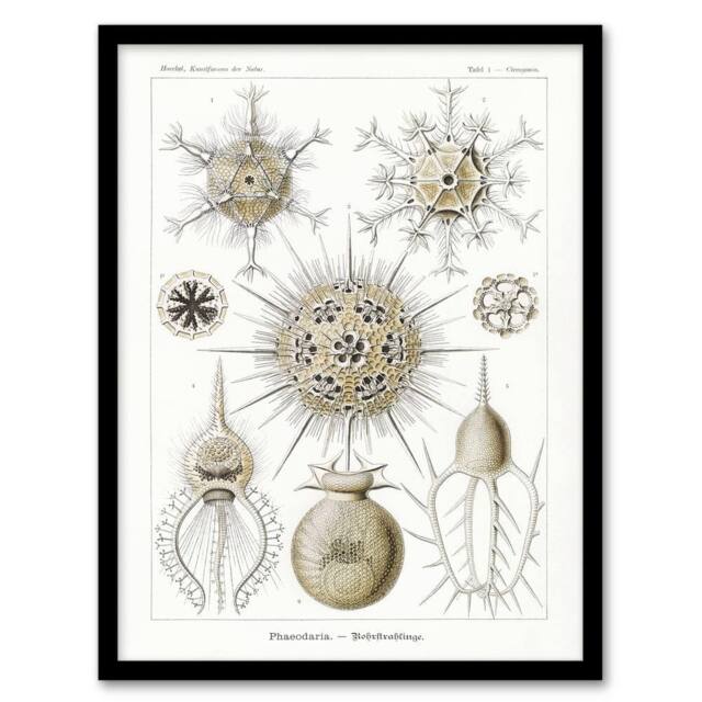 Artery8 Phaeodaria Amoeba Vintage Haeckel Botanical Framed Wall Art Print in White - Size: A4 - image 1