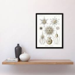 Artery8 Phaeodaria Amoeba Vintage Haeckel Botanical Framed Wall Art Print in White - Size: A4 - thumbnail 4