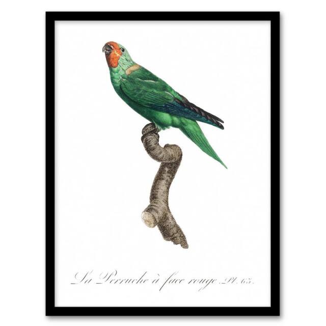 Artery8 The Red Faced Parrot Francois Levaillant Framed Wall Art Print in White - Size: A4 - image 1