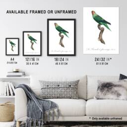 Artery8 The Red Faced Parrot Francois Levaillant Framed Wall Art Print in White - Size: A4 - thumbnail 3
