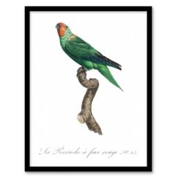 Artery8 The Red Faced Parrot Francois Levaillant Framed Wall Art Print in White - Size: A4 - thumbnail 1