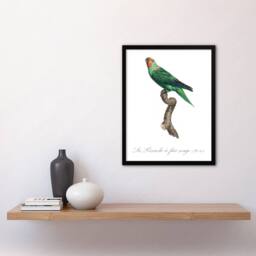 Artery8 The Red Faced Parrot Francois Levaillant Framed Wall Art Print in White - Size: A4 - thumbnail 4