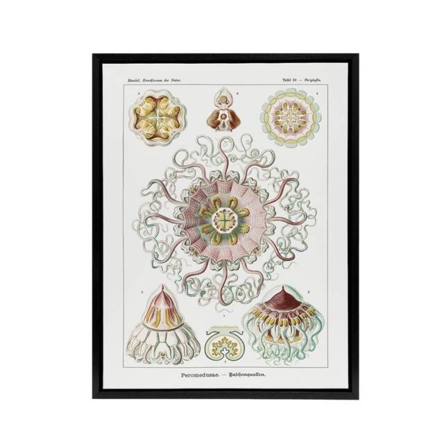 "Artery8 Vintage Jellyfish Ocean Marine Haeckel Botanical Framed Canvas Art in White - Size: W12"" x H16""" - image 1