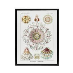 "Artery8 Vintage Jellyfish Ocean Marine Haeckel Botanical Framed Canvas Art in White - Size: W12"" x H16""" - thumbnail 1