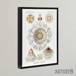 "Artery8 Vintage Jellyfish Ocean Marine Haeckel Botanical Framed Canvas Art in White - Size: W12"" x H16""" - thumbnail 2