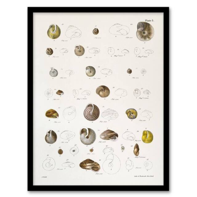 Artery8 James De Kay Seashells Study Illustration Framed Wall Art Print in White - Size: A4 - image 1