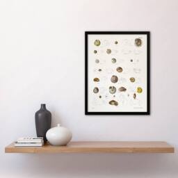 Artery8 James De Kay Seashells Study Illustration Framed Wall Art Print in White - Size: A4 - thumbnail 4