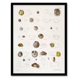 Artery8 James De Kay Seashells Study Illustration Framed Wall Art Print in White - Size: A4 - thumbnail 1