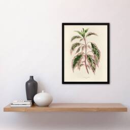 Artery8 Vintage Botanical Rose Mallow Fawcett Framed Wall Art Print in Beige - Size: A4 - thumbnail 4