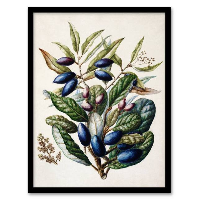 Artery8 New Zealand Taraire Fruit Branch Featon Framed Wall Art Print in Beige - Size: A4 - image 1