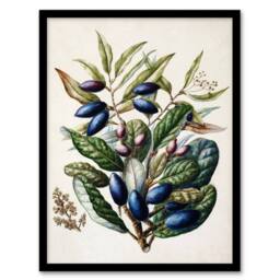Artery8 New Zealand Taraire Fruit Branch Featon Framed Wall Art Print in Beige - Size: A4 - thumbnail 1