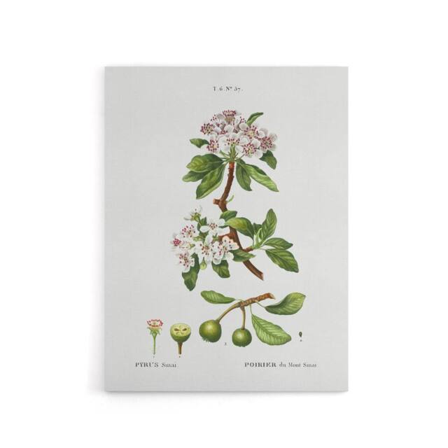 "Artery8 Almond Leaved Pear Tree Redoute Vintage Canvas Wall Art in White - Size: W18"" x H24""" - image 1