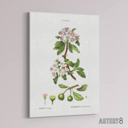 "Artery8 Almond Leaved Pear Tree Redoute Vintage Canvas Wall Art in White - Size: W18"" x H24""" - thumbnail 2
