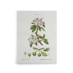 "Artery8 Almond Leaved Pear Tree Redoute Vintage Canvas Wall Art in White - Size: W18"" x H24""" - thumbnail 1