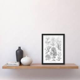 "Artery8 Algae Seaweed Species Haeckel Botanical Framed Wall Art Print in White - Size: W12"" x H16""" - thumbnail 4