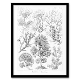 "Artery8 Algae Seaweed Species Haeckel Botanical Framed Wall Art Print in White - Size: W12"" x H16""" - thumbnail 1
