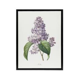 "Artery8 Lilac Floral Illustration Redoute Vintage Black Framed Canvas Wall Art in White - Size: W24"" x H32""" - thumbnail 1