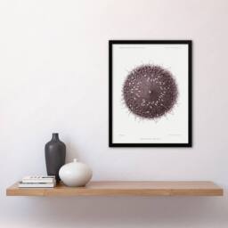 "Artery8 Sea Urchin Marine Life Illustration Albert I Framed Wall Art Print in White - Size: W12"" x H16""" - thumbnail 4