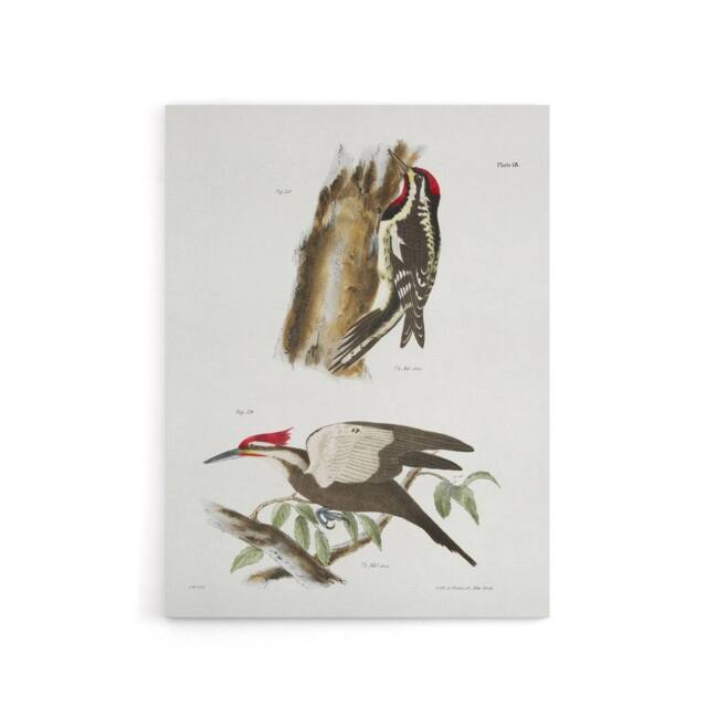 "Artery8 James De Kay Yellow Bellied & Crested Woodpecker Canvas Art Print in White - Size: W12"" x H16""" - image 1